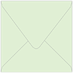 Green Tea Square Envelope 6 x 6 - 50/Pk